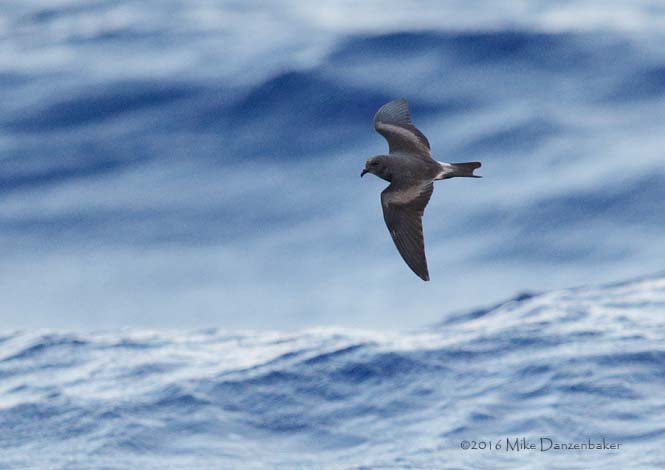Leach's Storm-Petrel (Oceanodroma leucorhoa) photo