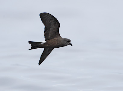 Leach's Storm-Petrel (Oceanodroma leucorhoa) photo