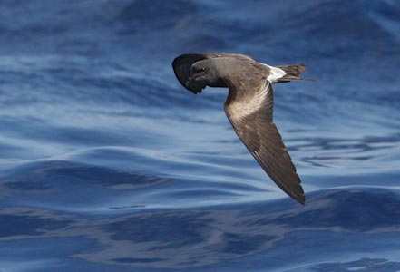 Leach's Storm-Petrel (Oceanodroma leucorhoa) photo