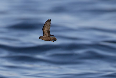 Least Storm-Petrel (Oceanodroma microsoma) photo