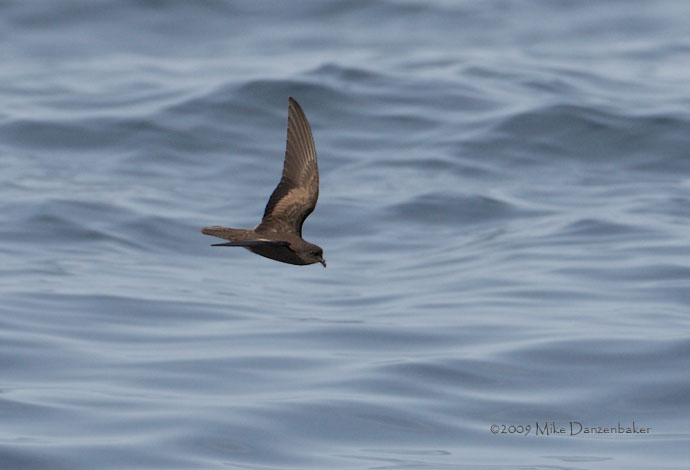 Least Storm-Petrel (Oceanodroma microsoma) photo