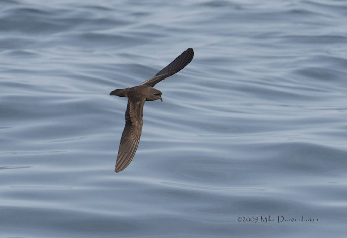 Least Storm-Petrel (Oceanodroma microsoma) photo