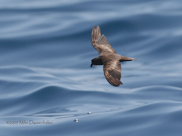 Least Storm-Petrel (Oceanodroma microsoma) photo