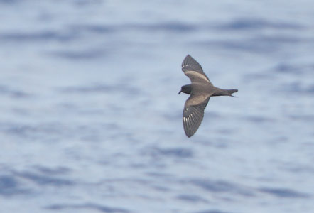 Matsudaira's Storm-Petrel (Oceanodroma matsudairae) photo