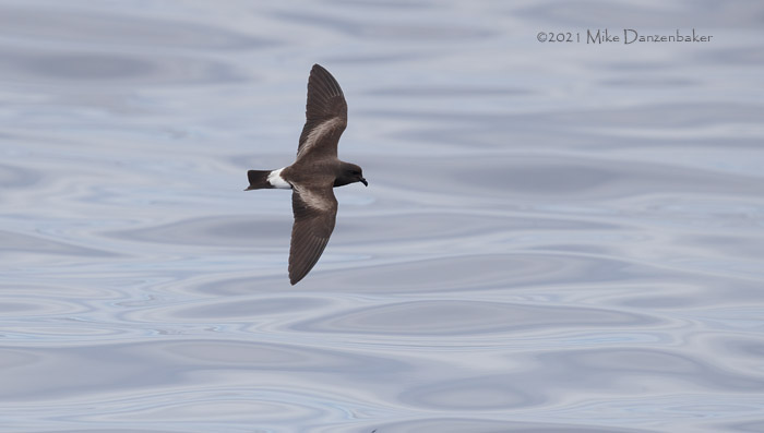 Monteiro's Storm-Petrel (Oceanodroma monteiroi) photo