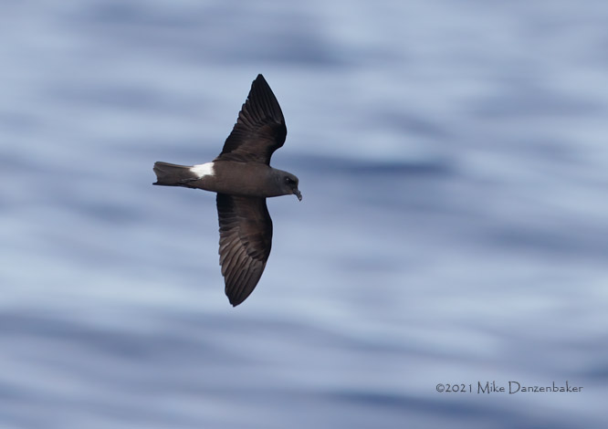 Monteiro's Storm-Petrel (Oceanodroma monteiroi) photo