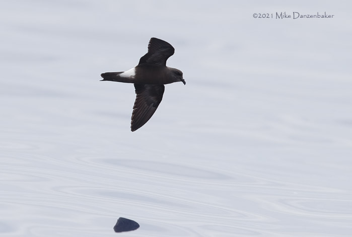 Monteiro's Storm-Petrel (Oceanodroma monteiroi) photo
