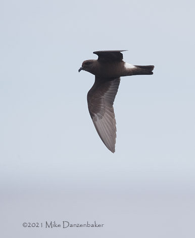 Monteiro's Storm-Petrel (Oceanodroma monteiroi) photo