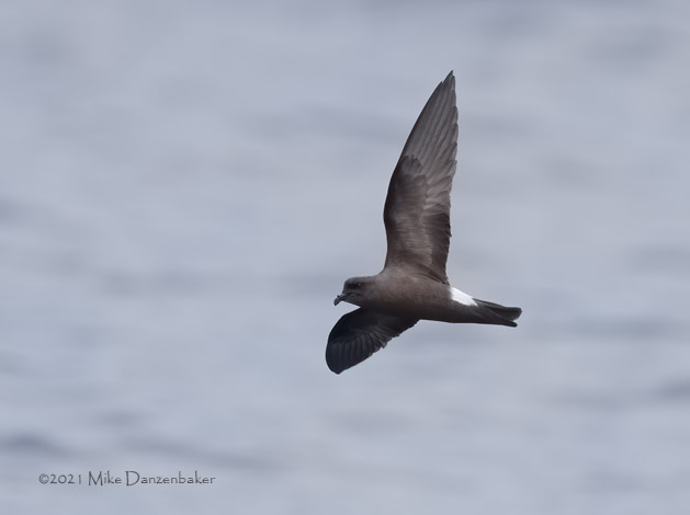 Monteiro's Storm-Petrel (Oceanodroma monteiroi) photo