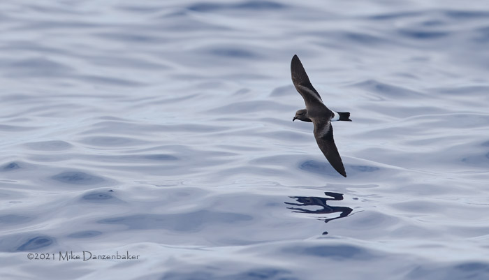 Monteiro's Storm-Petrel (Oceanodroma monteiroi) photo