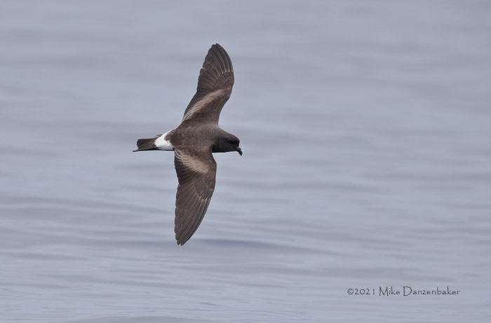 Monteiro's Storm-Petrel (Oceanodroma monteiroi) photo