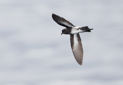 New Zealand Storm-Petrel (Oceanites maorianus) photo