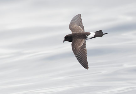 New Zealand Storm-Petrel (Oceanites maorianus) photo