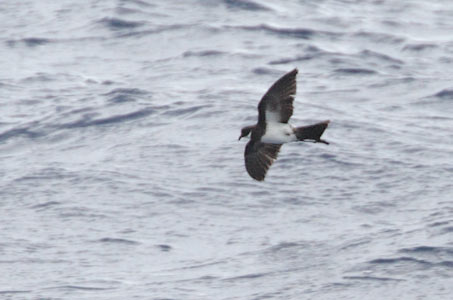 Polynesian Storm-Petrel (Nesofregetta fuliginosa) photo