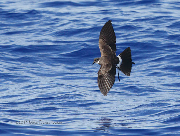 Polynesian Storm-Petrel (Nesofregetta fuliginosa) photo
