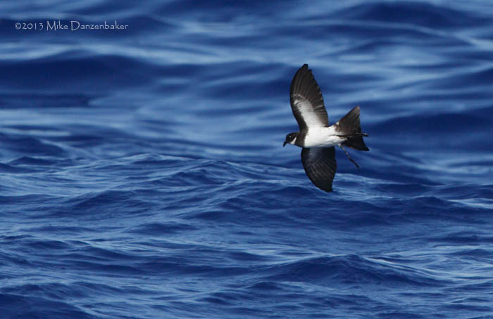 Polynesian Storm-Petrel (Nesofregetta fuliginosa) photo