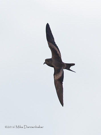 Tristram's Storm-Petrel (Oceanodroma tristrami) photo