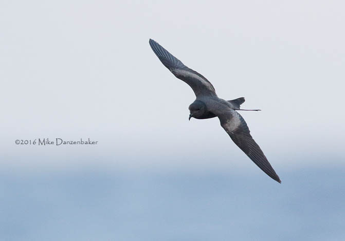 Tristram's Storm-Petrel (Oceanodroma tristrami) photo