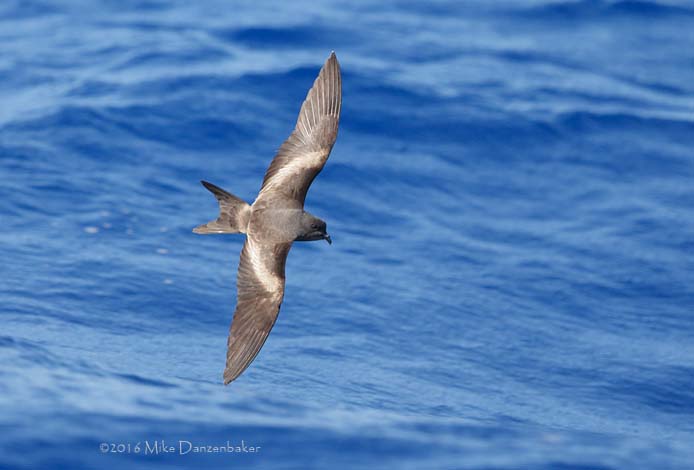 Tristram's Storm-Petrel (Oceanodroma tristrami) photo