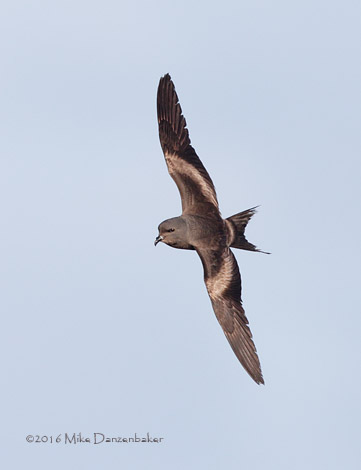 Tristram's Storm-Petrel (Oceanodroma tristrami) photo