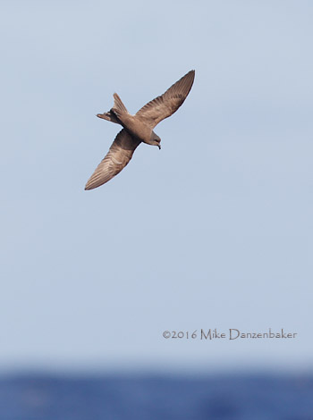 Tristram's Storm-Petrel (Oceanodroma tristrami) photo