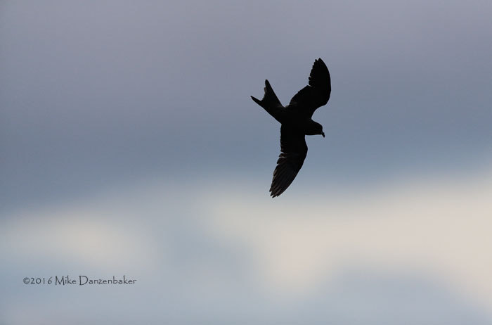 Tristram's Storm-Petrel (Oceanodroma tristrami) photo