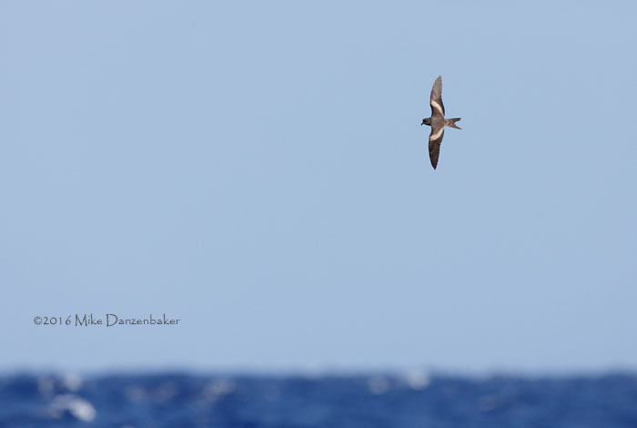 Tristram's Storm-Petrel (Oceanodroma tristrami) photo