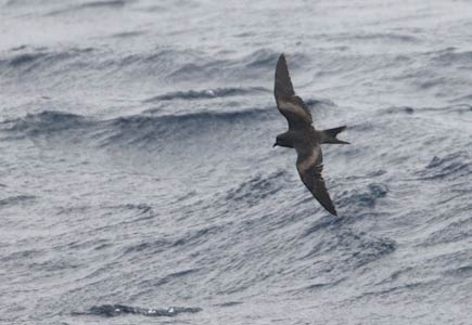 Tristram's (Sooty) Storm-Petrel (Oceanodroma tristrami) photo