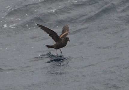Tristram's (Sooty) Storm-Petrel (Oceanodroma tristrami) photo
