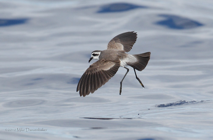 White-faced Storm-Petrel (Pelagodroma marina) photo