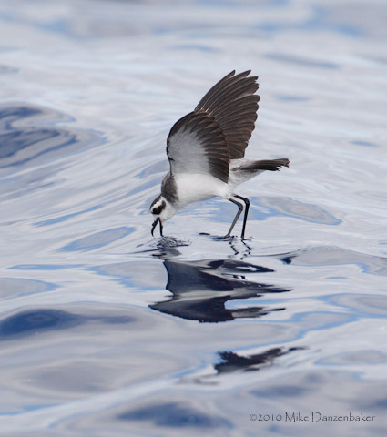 White-faced Storm-Petrel (Pelagodroma marina) photo