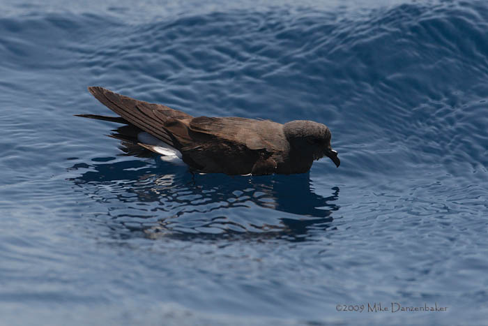 Wedge-rumped Storm-Petrel (Oceanodroma tethys) photo