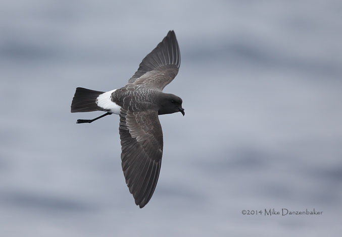White-bellied Storm-Petrel (Fregetta grallaria) photo