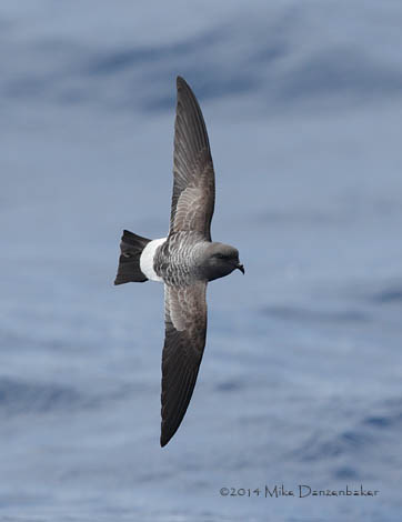 White-bellied Storm-Petrel (Fregetta grallaria) photo