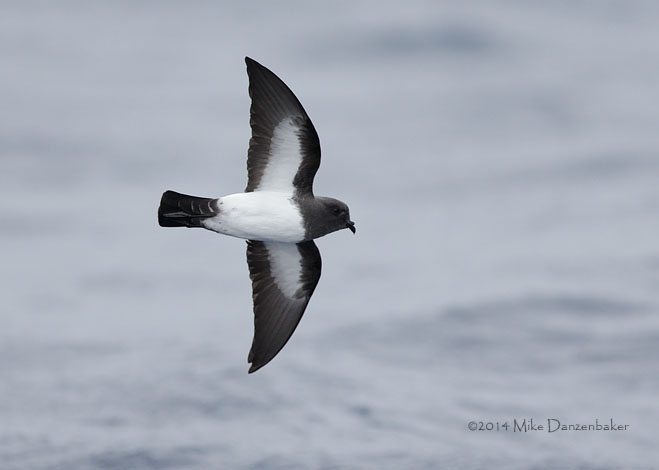 White-bellied Storm-Petrel (Fregetta grallaria) photo