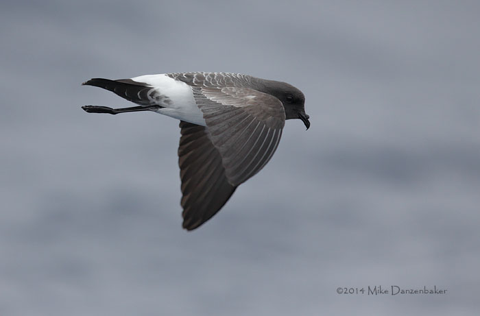 White-bellied Storm-Petrel (Fregetta grallaria) photo