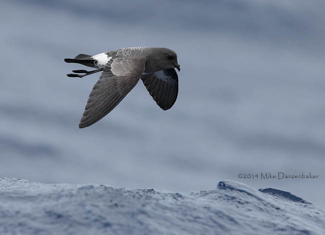 White-bellied Storm-Petrel (Fregetta grallaria) photo