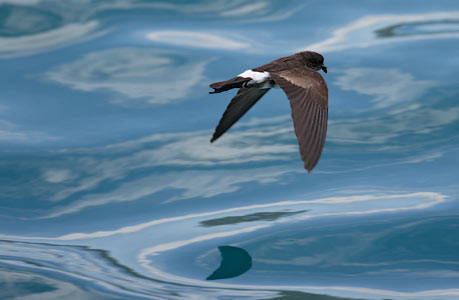 White-vented Storm-Petrel (Oceanites gracilis) photo