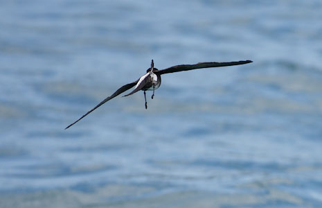 White-vented Storm-Petrel (Oceanites gracilis) photo