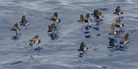 Wilson's Storm-Petrel (Oceanites oceanicus) photo