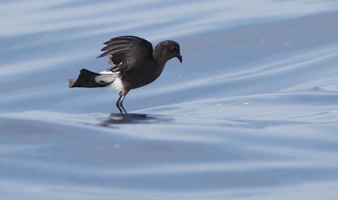 Wilson's Storm-Petrel (Oceanites oceanicus) photo