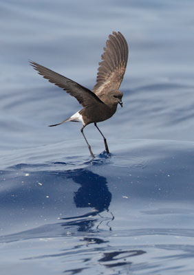 Wilson's Storm-Petrel (Oceanites oceanicus) photo