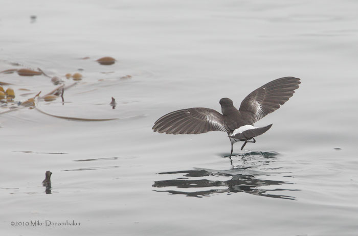 Wilson's Storm-Petrel (Oceanites oceanicus) photo