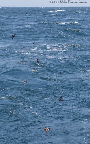 Wilson's (chilensis) Storm-Petrel (Oceanites oceanicus chilensis) photo