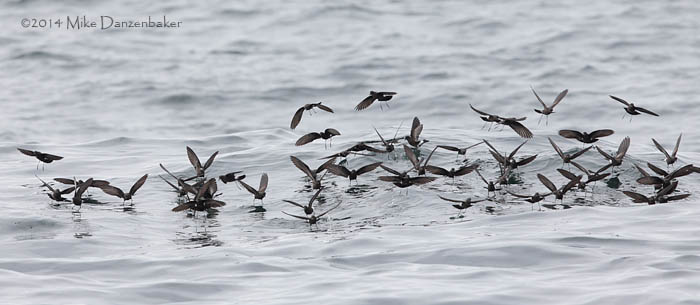 Wilson's (chilensis) Storm-Petrel (Oceanites oceanicus chilensis) photo