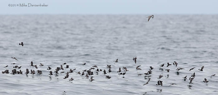 Wilson's (chilensis) Storm-Petrel (Oceanites oceanicus chilensis) photo