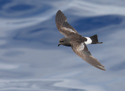 Wilson's Storm-Petrel (Oceanites oceanicus) photo