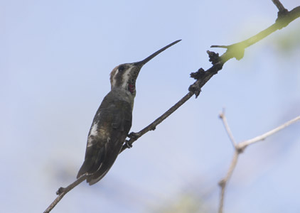 Plain-capped Starthroat (Heliomaster constantii) photo