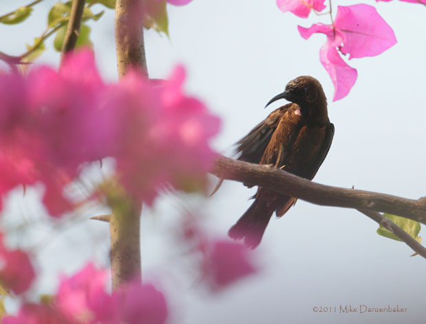 Carmelite Sunbird (Chalcomitra fuliginosa) photo