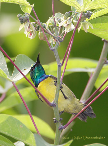 Collared Sunbird (Hedydipna collaris) photo